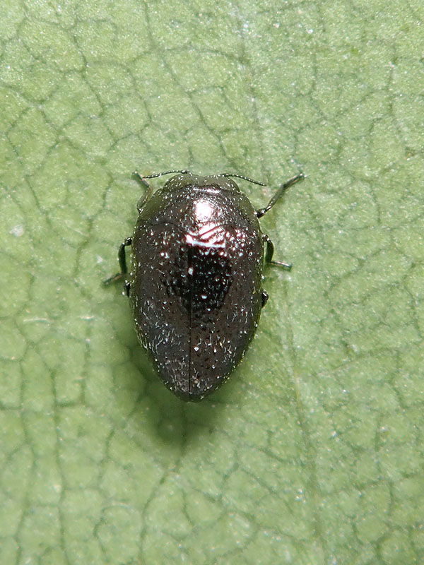 Buprestidae: Trachys sp.